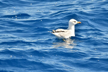 GAVIOTA PATIAMARILLA EN LA COSTA DE TENERIFE