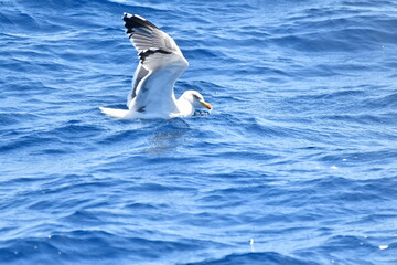 GAVIOTA PATIAMARILLA EN LA COSTA DE TENERIFE