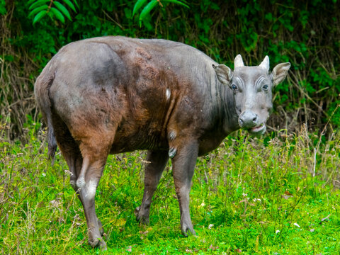 Lowland anoa in the field