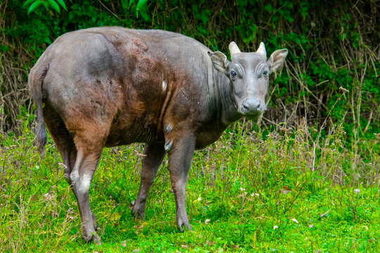 Lowland anoa in the field