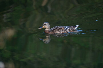 PATOS