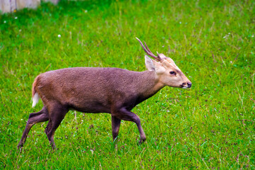 Indian hog deer in the field