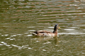 PATOS