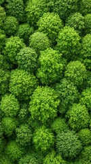 Fototapeta premium Aerial view of a vast dense forest canopy with diverse lush green tree species, jungle foliage background.