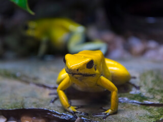 Golden poison frog on the ground