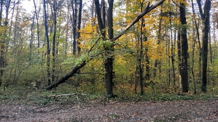 A fallen tree leans against another in a vibrant autumn forest during a sunny afternoon