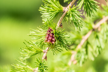 Larch tree fresh pink cones blossom at spring on nature background