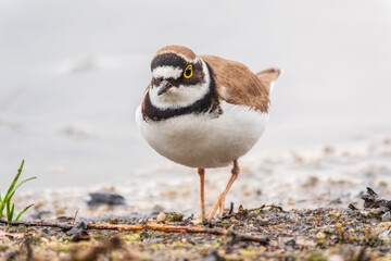 Little ringed plover (Charadrius dubius), bird standing on the lake shore