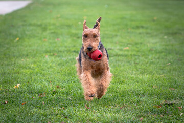 Welsh Terrier running in the park with a red toy