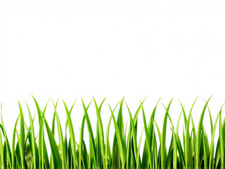 Obraz premium A vibrant patch of green grass set against a clean white background, creating a fresh and serene visual contrast.