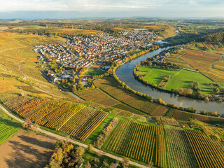 panoramic aerial view of the river loop in Autumn colors in the  Neckar Valley  with its famous steep vineyards next to Mundelsheim and Hessigheim in Baden-Wuerttemberg , Germany