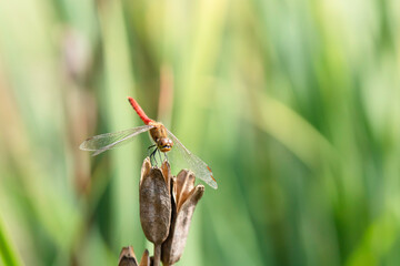 水辺の枯草にとまる赤トンボ