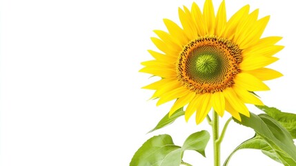 Fototapeta premium A vibrant sunflower with bright yellow petals and green leaves against a white background.