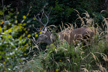 Red Deer - Cervus elaphus, large beautiful iconic animal from European forests and meadows, White Carpathians, Slovakia.