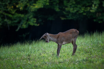 Red Deer - Cervus elaphus, large beautiful iconic animal from European forests and meadows, White Carpathians, Slovakia.