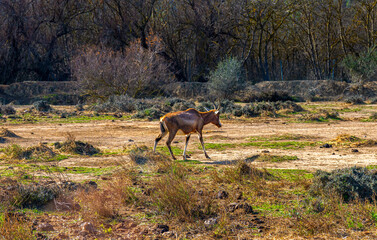 A free antelope walking in its natural environment in the savannah on a sunny day.