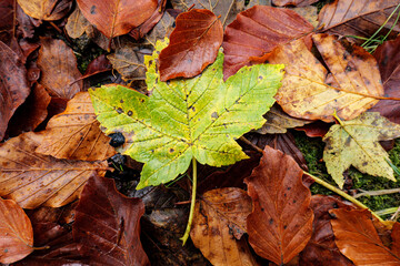 Pattern of autumn leaves wet from rain of Box Elder a species of Maples, with one green leaf and other brown, yellow, orange. Concept of autumn season, falling leaves, and rain in the forest.