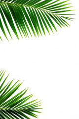 Fototapeta premium A leafy green palm tree with a white background