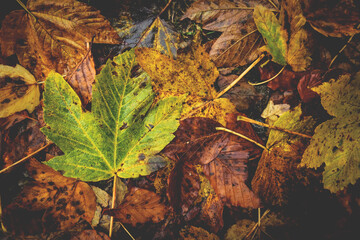 Pattern of autumn leaves wet from rain of Box Elder a species of Maples, with one green leaf and...