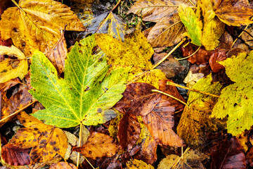 Pattern of autumn leaves wet from rain of Box Elder a species of Maples, with one green leaf and...