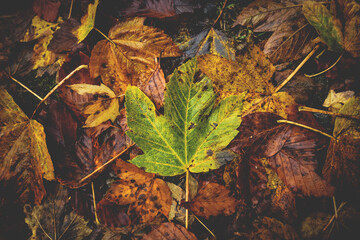 Pattern of autumn leaves wet from rain of Box Elder a species of Maples, with one green leaf and...