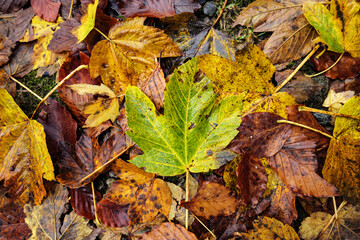 Pattern of autumn leaves wet from rain of Box Elder a species of Maples, with one green leaf and other brown, yellow, orange. Concept of autumn season, falling leaves, and rain in the forest.