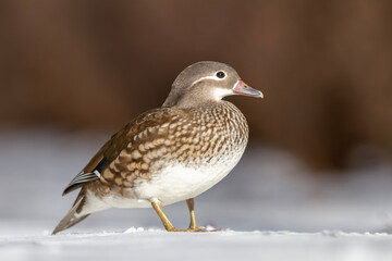 Kaczka mandarynka, mandarin duck (Aix galericulata) © Michal Przystas