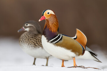 Kaczka mandarynka, mandarin duck (Aix galericulata) © Michal Przystas