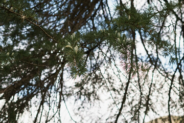 Obraz premium pine tree with small green cones in california