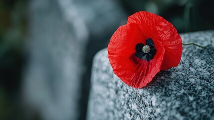 A close-up of a bright red poppy flower placed on a gravestone as a symbol of remembrance for Memorial Day