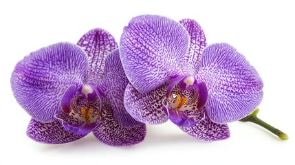 A close-up of a vibrant purple orchid flower, carefully placed on a white background, with intricate details of its petals clearly visible