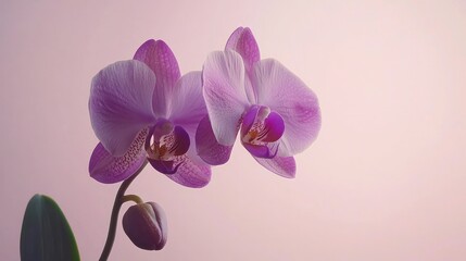 Fototapeta premium A single purple orchid flower, isolated against a clean background, showcasing its bold color and intricate details