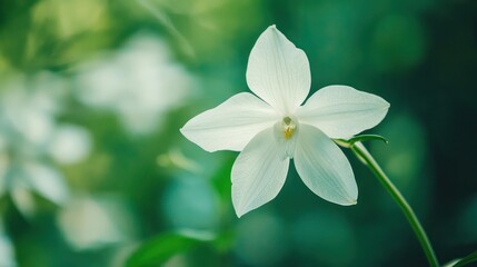 Fototapeta premium A single white orchid flower photographed up close, with soft focus on its petals and the intricate veins running through them