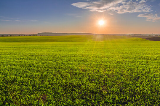Picturesque sunset over a green field of young sprouts of winter wheat