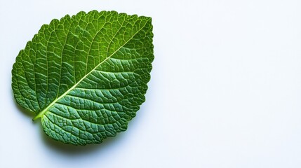 Obraz premium A vibrant green leaf on a light background, highlighting natural textures and colors.