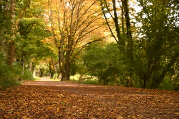 autumn in the park