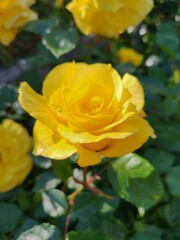 Friesia Rose Rosa Sunsprite flower in bloom