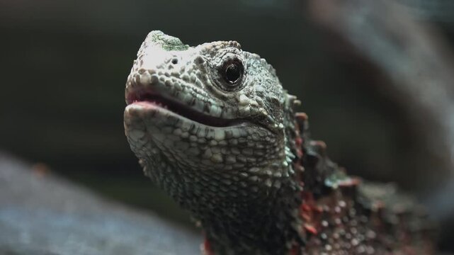 Shinisaurus crocodilurus (Lagarto cocodrilo chino), The Chinese crocodile lizard 
