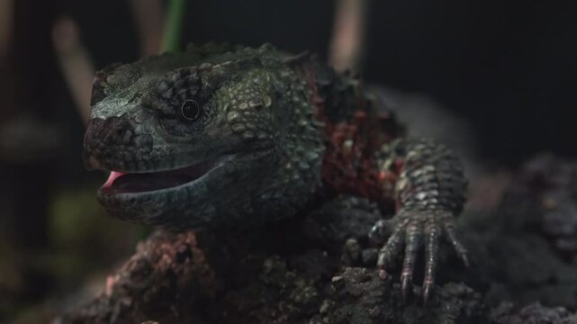 Shinisaurus crocodilurus (Lagarto cocodrilo chino), The Chinese crocodile lizard 
