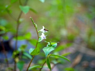 Honey bees are looking for flower nectar