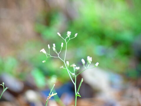blooming cyanthillium cinereum plant with blurred background