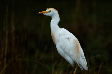 A cattle egret perched on ttermite mound, Rietvlei Nature reserve, South Africa