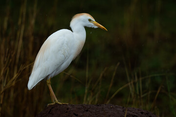 Fototapeta premium A cattle egret perched on ttermite mound, Rietvlei Nature reserve, South Africa