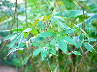 cassava leaves that are still wet from the morning rain