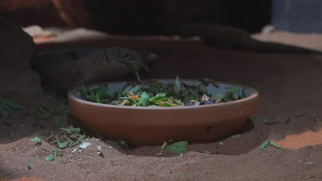Gidgee Skink Care Sheet,Egernia Stokesii,This diurnal species is endemic to Australia,