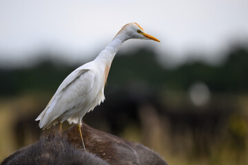 A cattle egret perched on the back of a cape buffalo, Rietvlei Nature reserve, South Africa