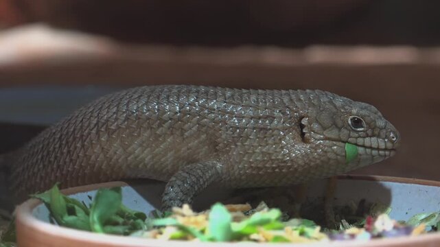 Gidgee Skink Care Sheet,Egernia Stokesii,This diurnal species is endemic to Australia,