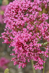 Vibrant Pink Valerian, Centhrantus ruber, Flowers in Bloom