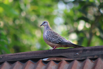 Spotted dove, China dove bird, 
The spotted dove or eastern spotted dove (Spilopelia chinensis) is a small and somewhat long-tailed pigeon that is a common resident breeding bird across its native ran