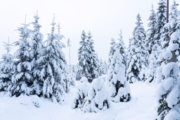 Small Norway spruce trees covered with heavy snow on an early winter day in rural Estonia, Northern Europe